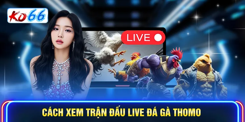 Cách xem trận đấu Live đá gà Thomo