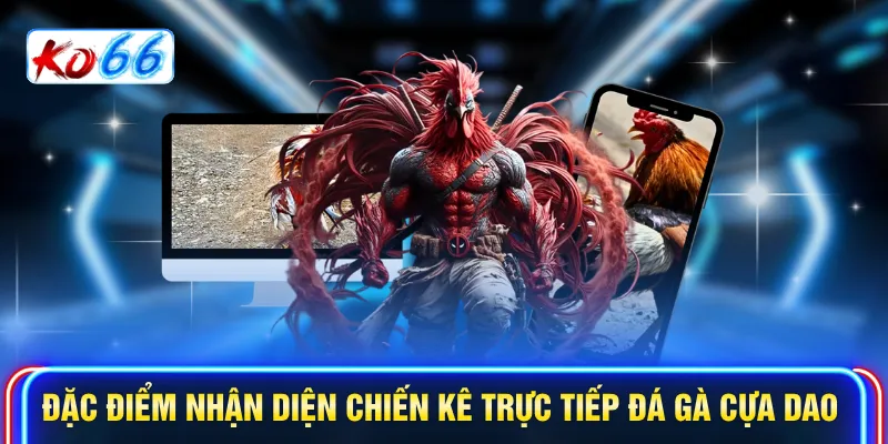 Đặc điểm nhận diện chiến kê Trực tiếp đá gà cựa dao